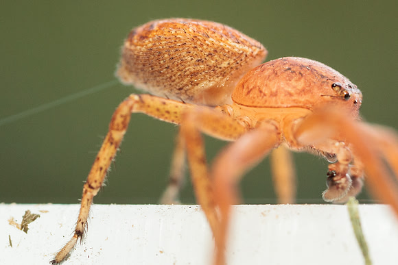Xysticus funestus