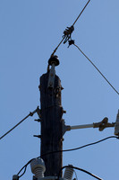 Woodpecker