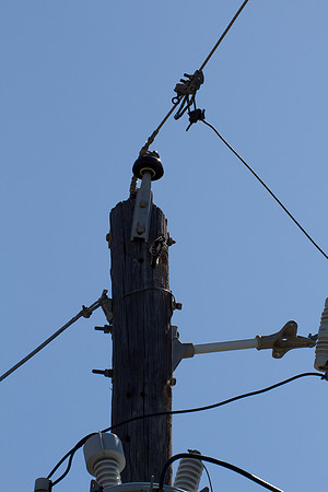 Woodpecker
