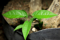 unknown volunteer