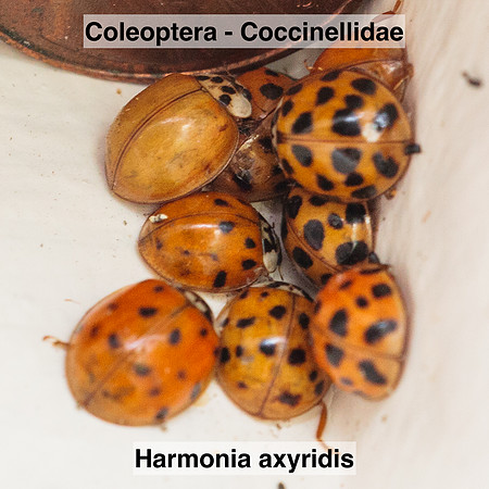Coleoptera - Coccinellidae - Harmonia axyridis