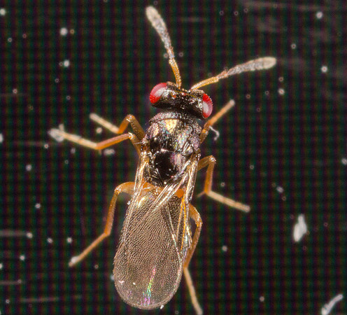 Hymenoptera - Eulophidae - Tetrastichinae sp.