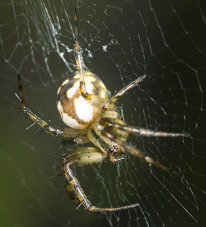 Araneae - Araneidae - Mangora placida