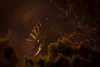 Comet