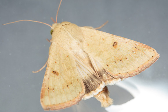 Noctuidae - Helicoverpa zea