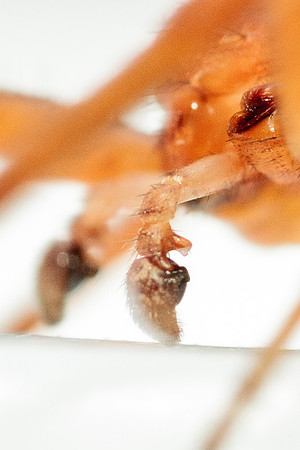 Xysticus funestus