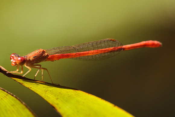 Odonata - Coenagrionidae - Telebasis salva