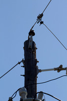 Woodpecker