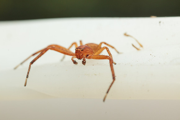 Xysticus funestus