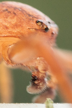Xysticus funestus
