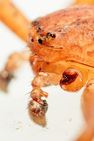 Xysticus funestus