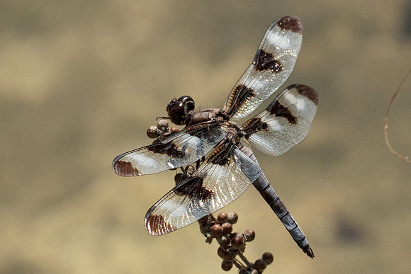 Odonata - Libellulidae - Libellula pulchella