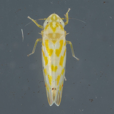 Hemiptera - Cicadellidae - Eratoneura sp.