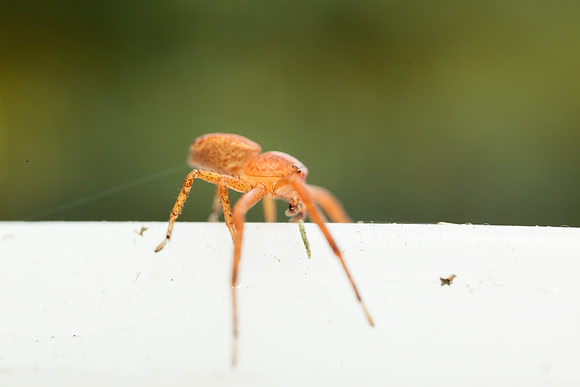 Xysticus funestus