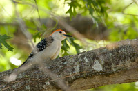 Red-bellied Woodpecker