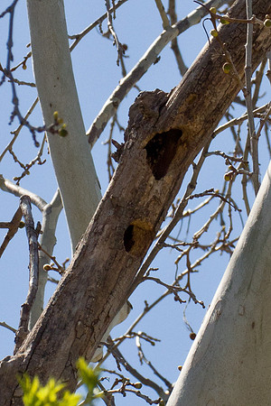Downy Woodpecker
