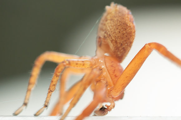 Xysticus funestus