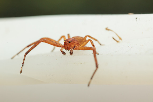 Xysticus funestus