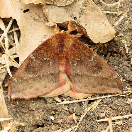 Saturniidae - Automeris io