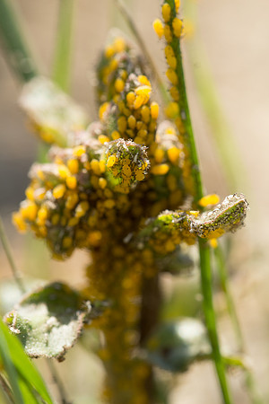 aphids