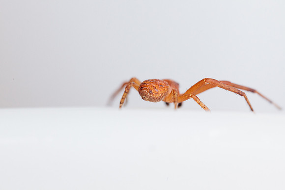 Xysticus funestus