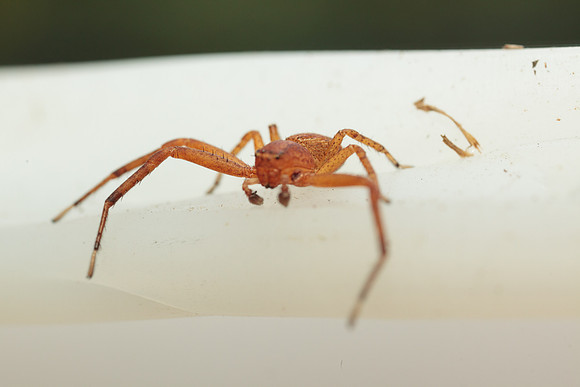 Xysticus funestus