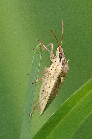Hemiptera - Pentatomidae - Oebalus pugnax