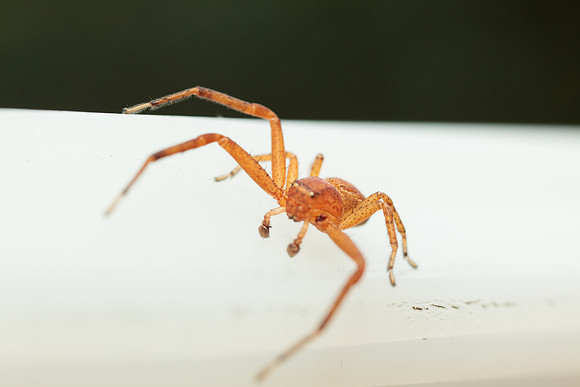 Xysticus funestus