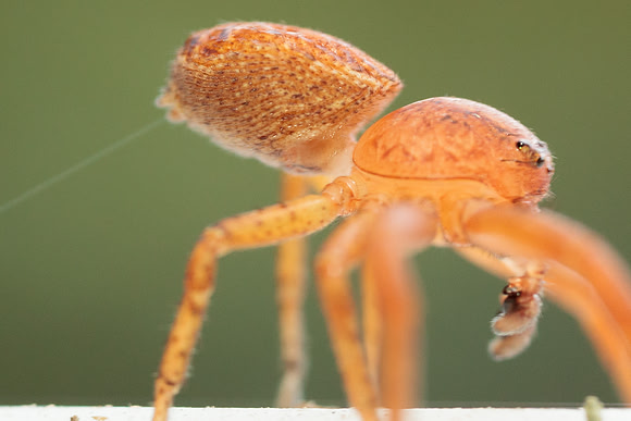 Xysticus funestus