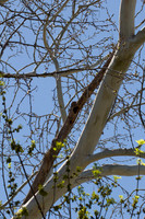 Woodpecker