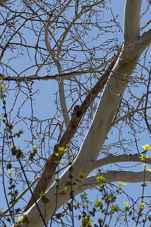 Woodpecker