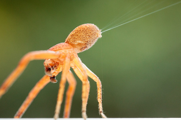 Araneae - Thomisidae - Xysticus funestus