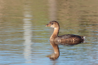 Pied-billed Grebe 2