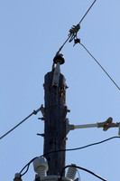 Woodpecker