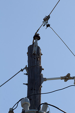 Woodpecker