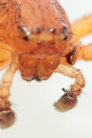 Xysticus funestus