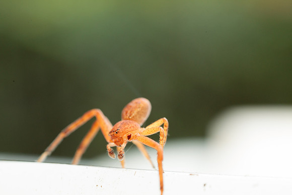 Xysticus funestus