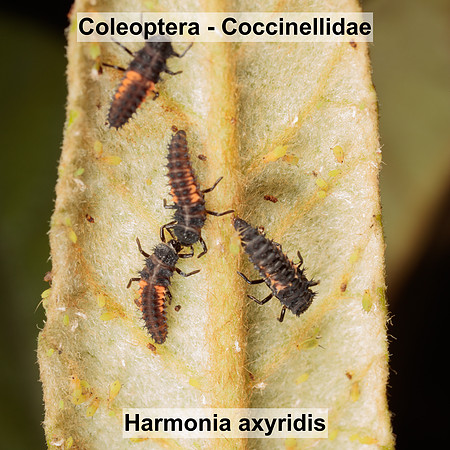 Coleoptera - Coccinellidae - Harmonia axyridis larvae