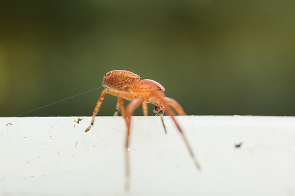 Xysticus funestus