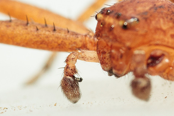 Xysticus funestus