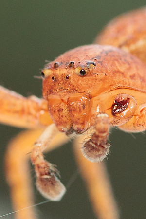 Xysticus funestus