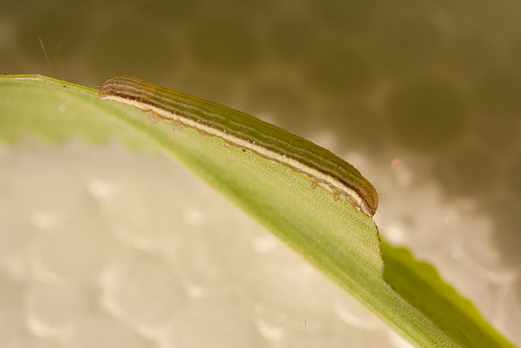 Noctuidae - Anicla infecta