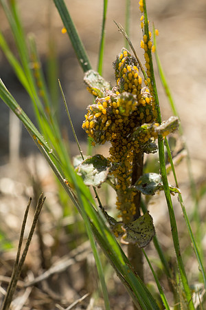 aphids