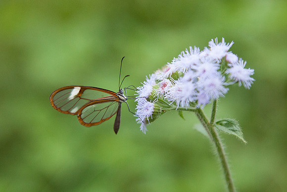 Lepidoptera - Nymphalidae - Pteronymia alcmena