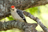 Red-bellied Woodpecker