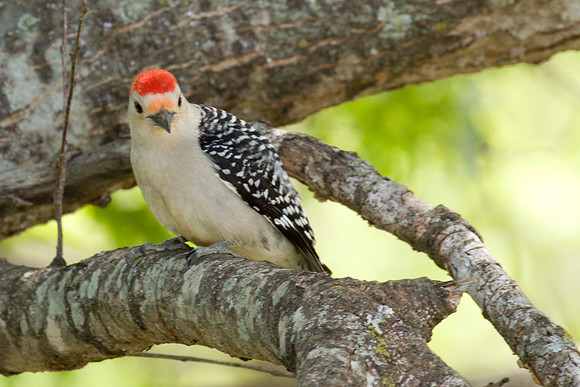 Red-bellied Woodpecker
