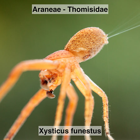 Araneae - Thomisidae - Xysticus funestus
