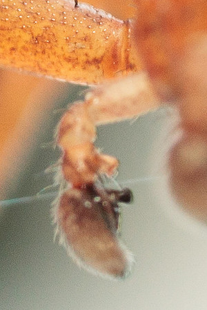 Xysticus funestus