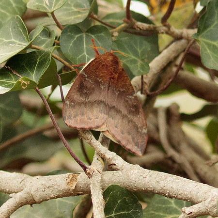 Saturniidae - Automeris io