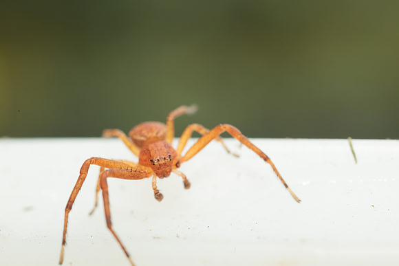 Xysticus funestus